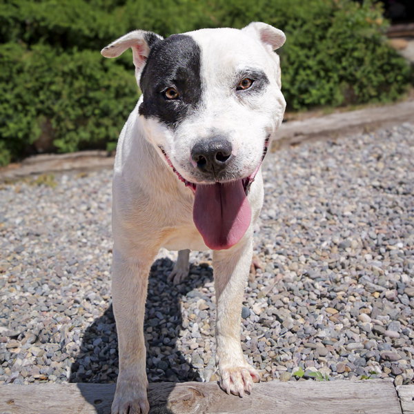Outrageous Mr Onks ~ American Bully