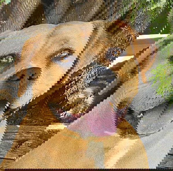 adoptable Dog in Albuquerque, NM named Auspicious Ms Amali ~ Beautiful American Bully
