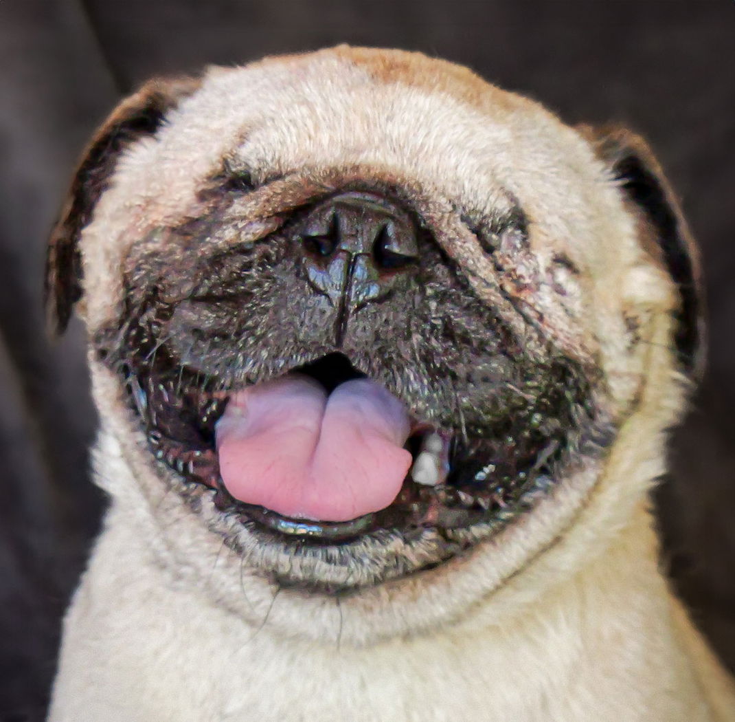 adoptable Dog in Albuquerque, NM named Irresistible Ms Iliana ~ Amazing BLIND Pug
