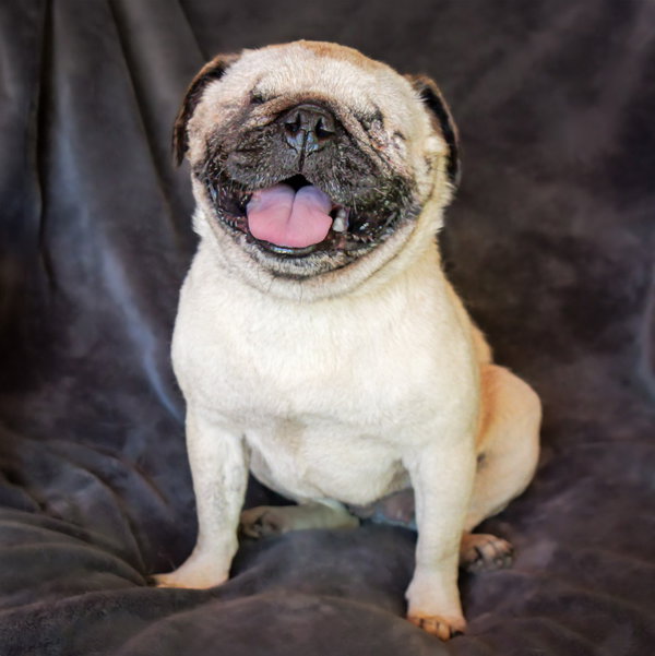 Irresistible Ms Iliana ~ Amazing BLIND Pug