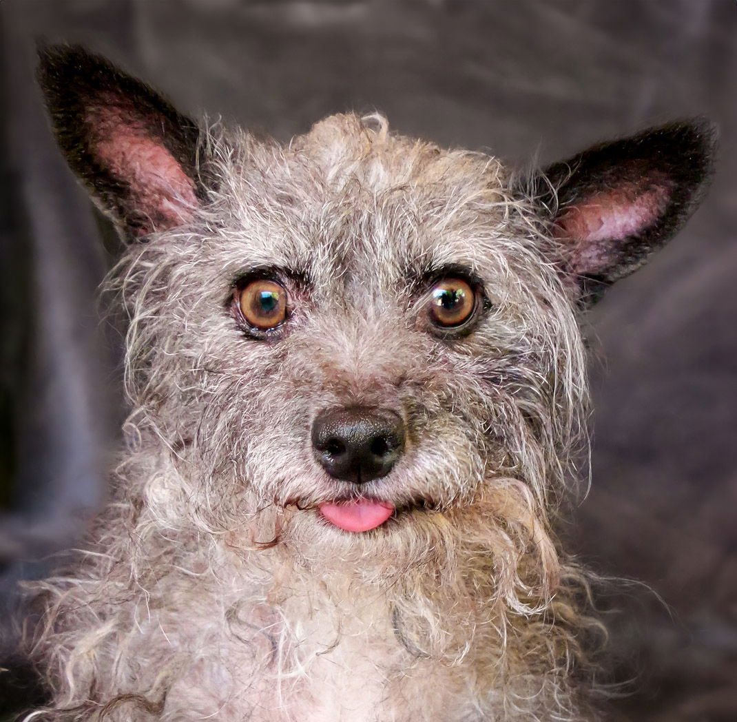 adoptable Dog in Albuquerque, NM named Petite Lil Ms Pookie ~ Delightful !