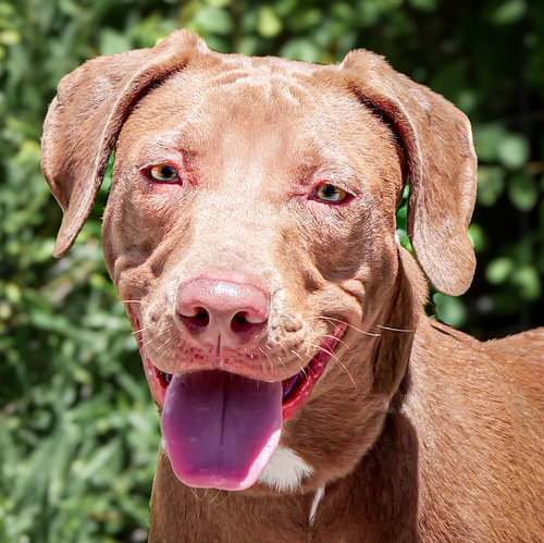 picture of the dog needing adoption