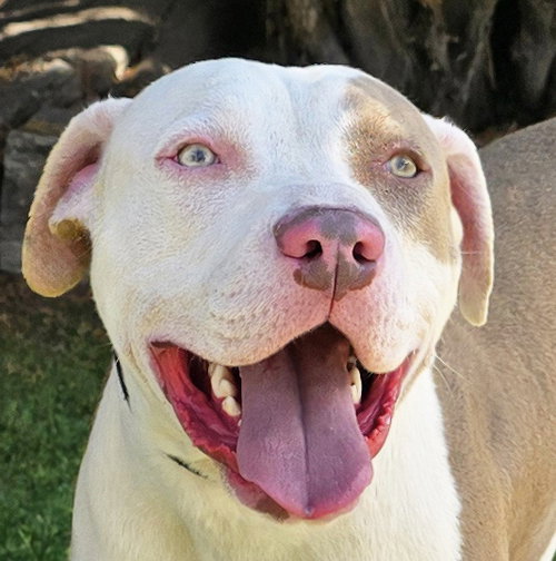 picture of the dog needing adoption