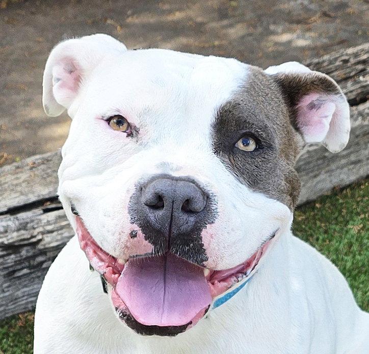 WOW Ms Wynona ~ Pocket American Bully