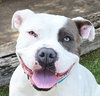 WOW Ms Wynona ~ Pocket American Bully - Photo 1