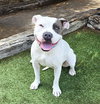 WOW Ms Wynona ~ Pocket American Bully - Photo 2