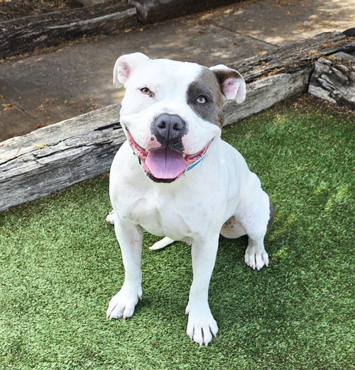 WOW MS WYNONA ~ POCKET AMERICAN BULLY - Bulldog / American Staffordshire Terrier available for adoption