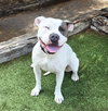 WOW Ms Wynona ~ Pocket American Bully - Photo 3