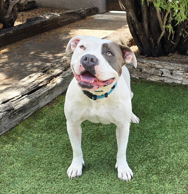 WOW Ms Wynona ~ Pocket American Bully