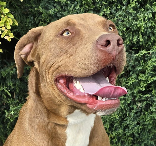 picture of the dog needing adoption
