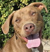 Splendid Sherlock Bones ~ Labrabull - Photo 1