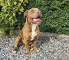 Splendid Sherlock Bones ~ Labrabull - Photo 2