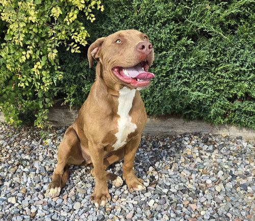 SPLENDID SHERLOCK BONES ~ LABRABULL - Labrador Retriever / American Staffordshire Terrier available for adoption