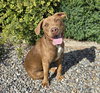 Splendid Sherlock Bones ~ Labrabull - Photo 3