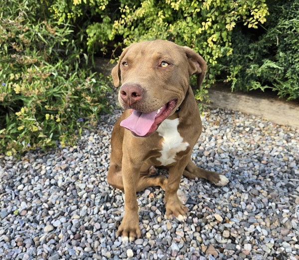 Splendid Sherlock Bones ~ Labrabull
