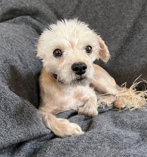 picture of the dog needing adoption