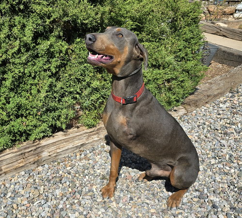 HANDSOME MR HENDRIX = WOW !!! - Doberman Pinscher available for adoption