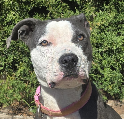 picture of the dog needing adoption