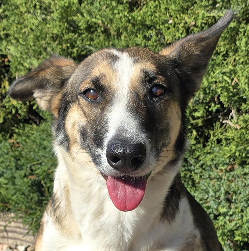 picture of the dog needing adoption