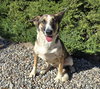 Scintillating Ms Shay ~ Magical McNab ! - Photo 2