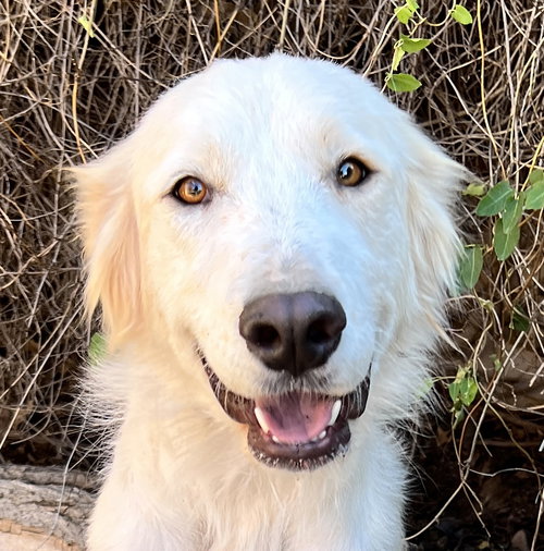 picture of the dog needing adoption