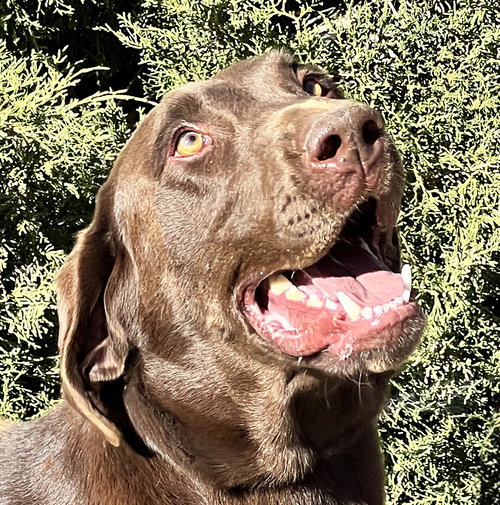 picture of the dog needing adoption