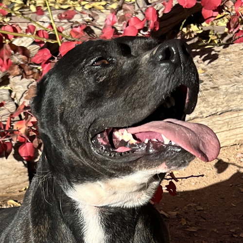 picture of the dog needing adoption