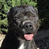 Bodacious Mr Bark Vadar ~ ROCK STAR ! - Photo 1
