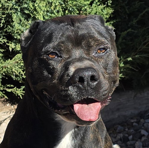 picture of the dog needing adoption