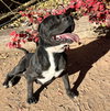 Bodacious Mr Bark Vadar ~ ROCK STAR ! - Photo 2