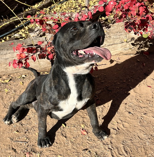 BODACIOUS MR BARK VADAR ~ ROCK STAR ! - American Staffordshire Terrier available for adoption