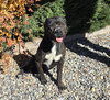 Bodacious Mr Bark Vadar ~ ROCK STAR ! - Photo 3