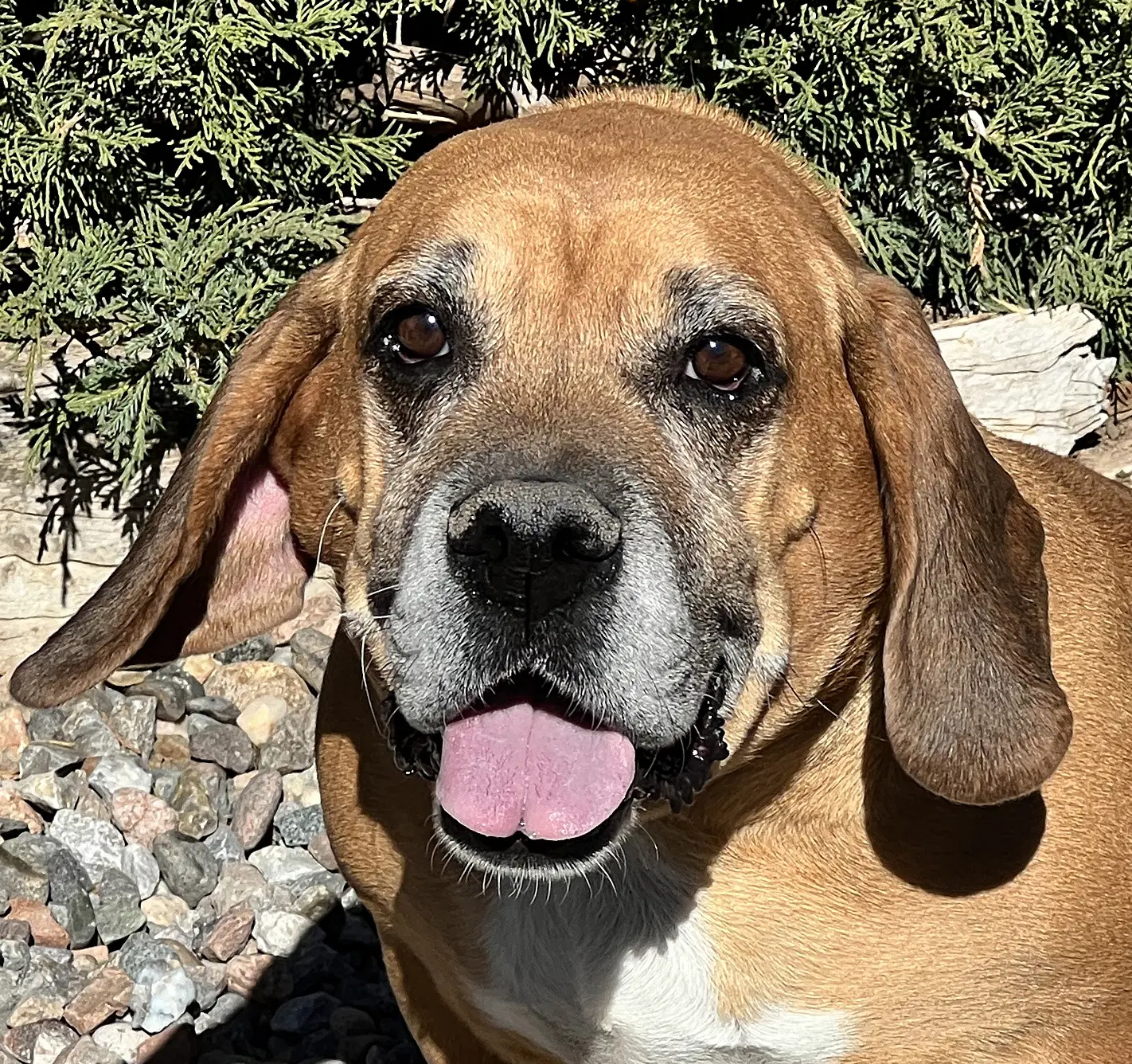 Mystical Ms Mindi  Sweet Cuddler - Basset Hound