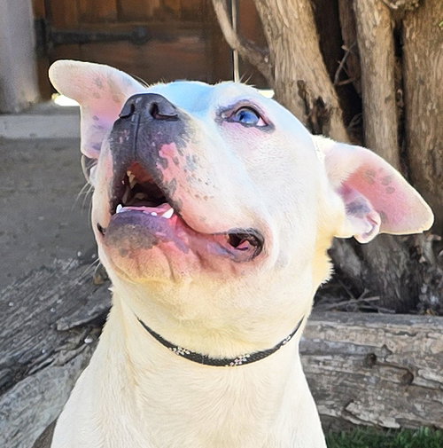 picture of the dog needing adoption