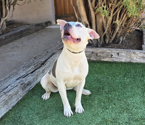 MAGICAL MS MIA MORE ~ AMERICAN BULLY HOUSE HIPPO - Bulldog / American Staffordshire Terrier available for adoption