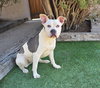 Magical Ms Mia More ~ American Bully House Hippo - Photo 3