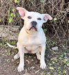 Magical Ms Mia More ~ American Bully House Hippo - Photo 4