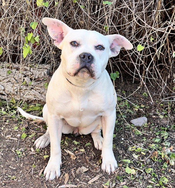Magical Ms Mia More ~ American Bully House Hippo