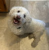 Seriously SWEET Mr Senso-Ji ~ DoxieDoodle - Photo 1