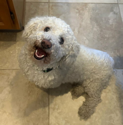 Seriously SWEET Mr Senso-Ji ~ DoxieDoodle, an adoptable Dachshund in Albuquerque, NM