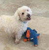 Seriously SWEET Mr Senso-Ji ~ DoxieDoodle - Photo 2