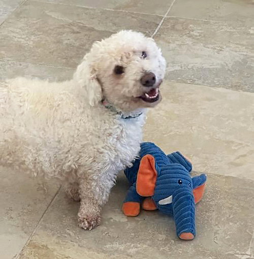 SERIOUSLY SWEET MR SENSO-JI ~ DOXIEDOODLE - Dachshund / Poodle (Miniature) available for adoption