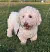 Seriously SWEET Mr Senso-Ji ~ DoxieDoodle - Photo 3