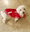 Seriously SWEET Mr Senso-Ji ~ DoxieDoodle - Photo 4