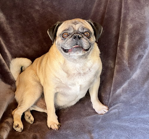 MIGHTY SWEET LIL MR MORKIE ~  SWEET HEART STEALER - Pug available for adoption