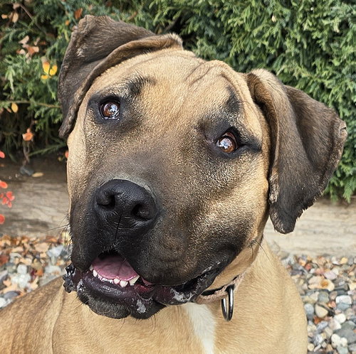 picture of the dog needing adoption
