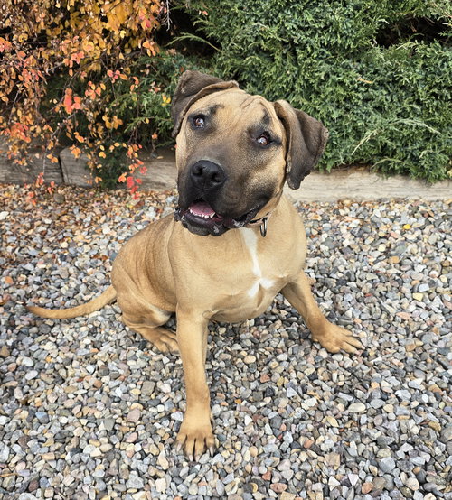 REMARKABLE MR ROMANO ~ ROCK STAR !!! - Labrador Retriever available for adoption