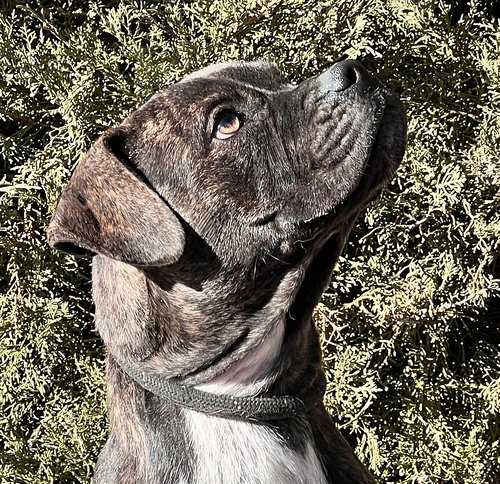 picture of the dog needing adoption