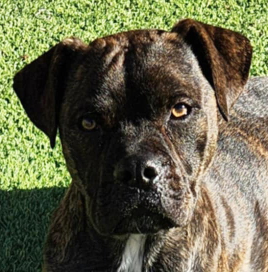 Kinetic Lil Mr Kenzo ~ Petite Boxer Bull !