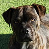 Kinetic Lil Mr Kenzo ~ Petite Boxer Bull ! - Photo 1